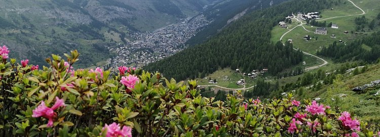 Alpské růže