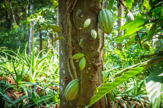 To nejlepší ze Srí Lanky + NÁRODNÍ PARKY + NEJKRÁSNĚJŠÍ PLÁŽ OSTROVA 