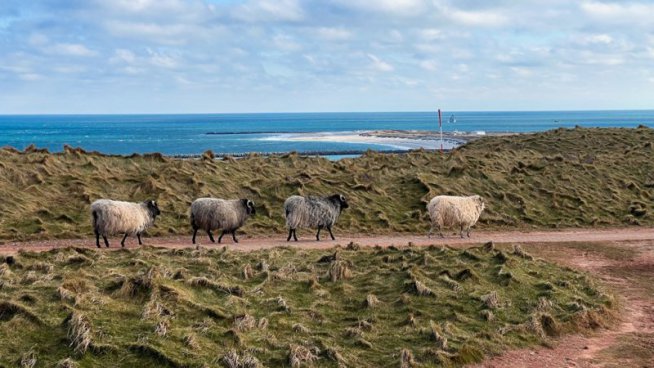Tuleni na dosah ruky na ostrově Helgoland - 2 noci
