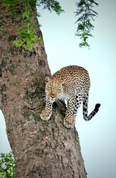 Uganda - to nejlepší z africké fauny, trek za horskými gorilami i za šimpanzi