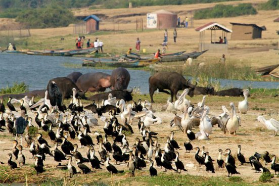 To nejlepší z Ugandy + HORSKÉ GORILY A ŠIMPANZI + SAFARI V NÁRODNÍCH PARCÍCH 