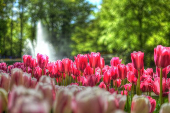 To nejlepší z Amsterdamu + KVĚTINOVÉ KORZO 