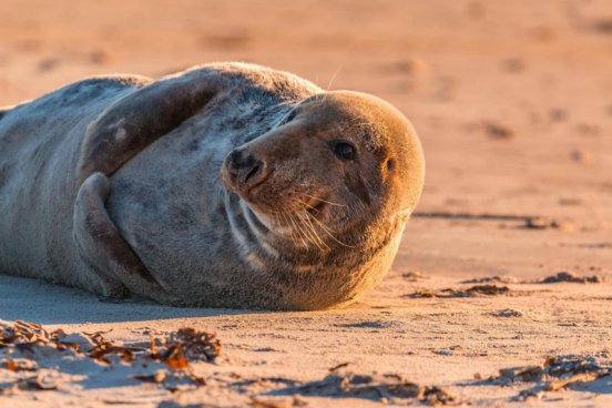 Tuleni na dosah ruky na ostrově Helgoland - 2 noci