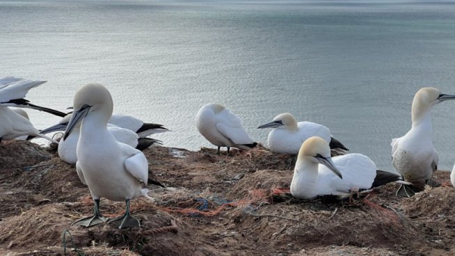 Tuleni na dosah ruky na ostrově Helgoland - 2 noci