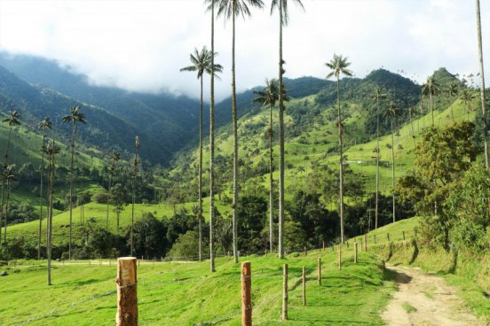 Údolí Valle Cocora | KOLUMBIE - Velká cesta od horských masivů ke karibským plážím