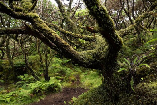 AZORSKÉ OSTROVY FLORES, CORVO A TERCEIRA – padesát odstínů zeleně