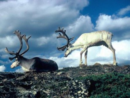 Lofoty A Příroda Na Polárním Kruhu