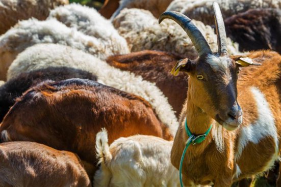 Wellness pobyt s dopravou, polopenzí a ochutnávkou na farmě v ceně v hotelu RimskiZdraviliški Dvor