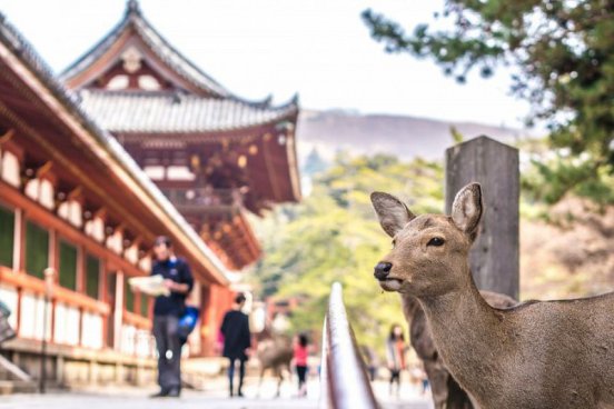 To nejlepší z Japonska + CÍSAŘSKÉ MĚSTO KJÓTO + NEJVYŠŠÍ VYHLÍDKA SKYTREE 