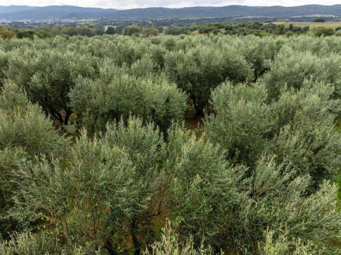 Severní Řecko + VÝSTUP NA BÁJNÝ OLYMP + TREK SOUTĚSKOU VIKOS 