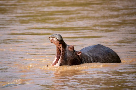 Uganda - to nejlepší z africké fauny, trek za horskými gorilami i za šimpanzi