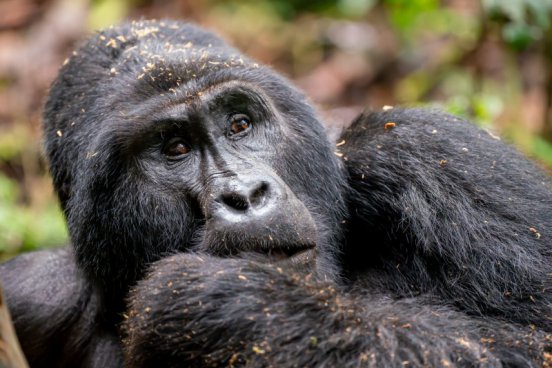 Uganda - to nejlepší z africké fauny, trek za horskými gorilami i za šimpanzi