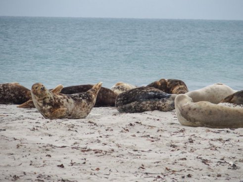 Tuleni na dosah ruky na ostrově Helgoland - 2 noci