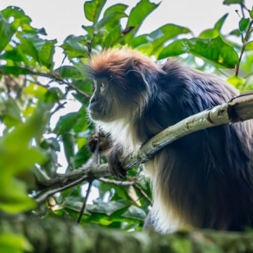 Uganda - to nejlepší z africké fauny, trek za horskými gorilami i za šimpanzi