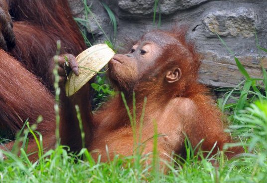 Tropicarium a ZOO Budapešť