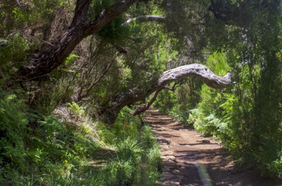 Madeira - turistika přes levády až k oceánu, odlet z Katovic