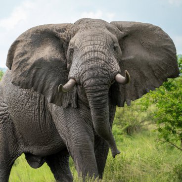 Uganda - to nejlepší z africké fauny, trek za horskými gorilami i za šimpanzi