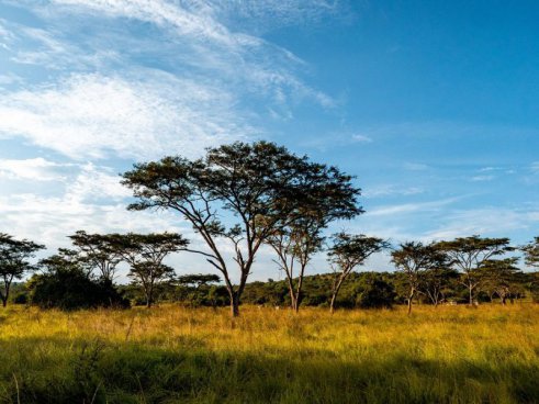 To nejlepší z Ugandy + HORSKÉ GORILY A ŠIMPANZI + SAFARI V NÁRODNÍCH PARCÍCH 