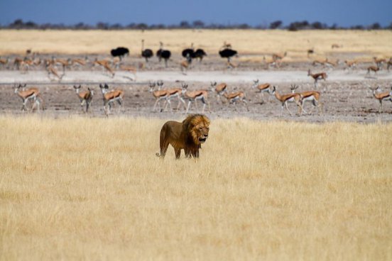 Namibie a Botswana + AFRICKÉ SAFARI + VIKTORIINY VODOPÁDY 