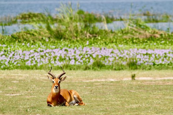 Uganda - to nejlepší z africké fauny, trek za horskými gorilami i za šimpanzi
