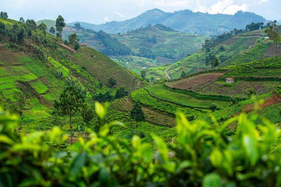 To nejlepší z Ugandy + HORSKÉ GORILY A ŠIMPANZI + SAFARI V NÁRODNÍCH PARCÍCH 