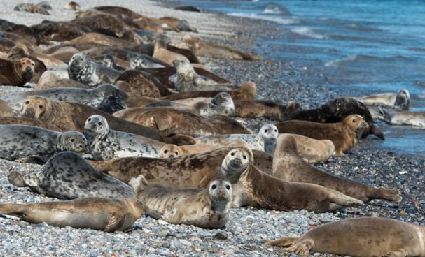 Tuleni na dosah ruky na ostrově Helgoland - 2 noci