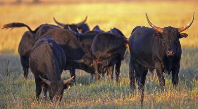 Velikonoční Provence se slavností býků