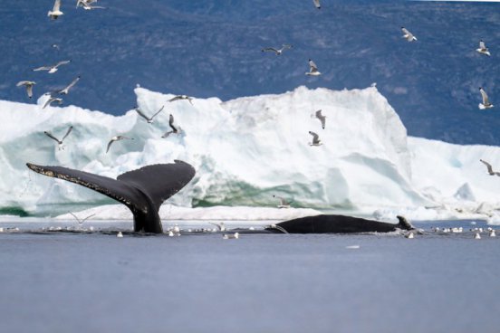 Poznávací zájezd Grónsko - Dobrodružství mezi ledovými obry