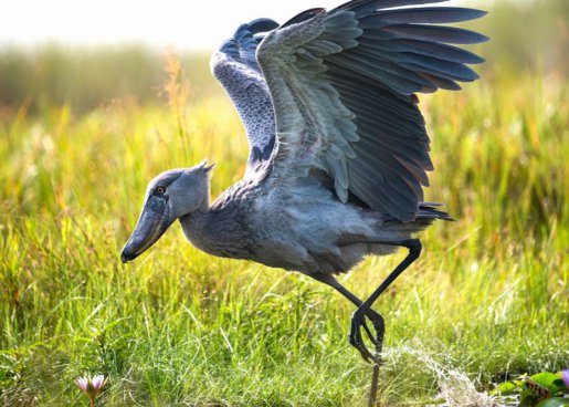 To nejlepší z Ugandy + HORSKÉ GORILY A ŠIMPANZI + SAFARI V NÁRODNÍCH PARCÍCH 