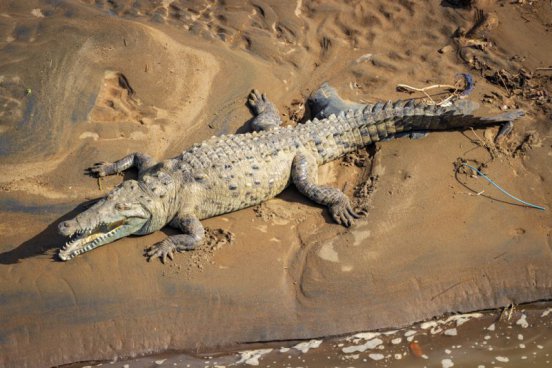 Kostarika - zelené srdce Střední Ameriky, vstupy do NP v ceně