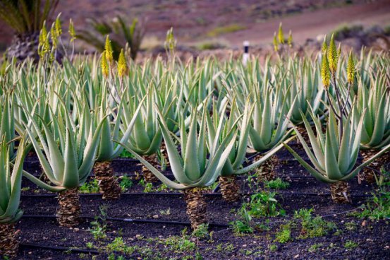 To nejlepší z ostrova La Gomera + TURISTIKA + SPECIALITY KANÁRSKÉ GASTRONOMIE 