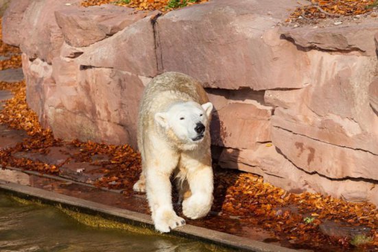 Delfinárium a ZOO v Norimberku