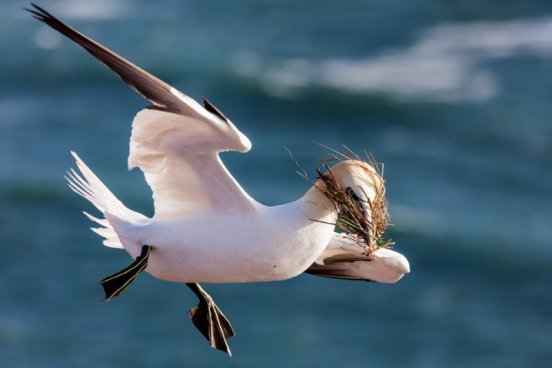 Tuleni na dosah ruky na ostrově Helgoland - 2 noci
