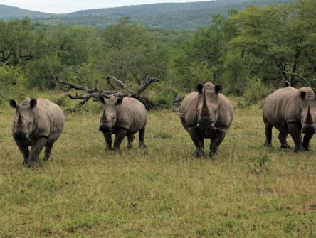 JIHOAFRICKÁ REPUBLIKA A LESOTHO - safari a Dračí hory