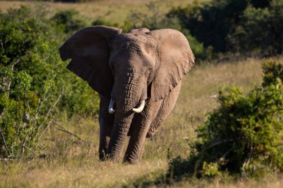 JAR - STOLOVÁ HORA, SAFARI A VINICE