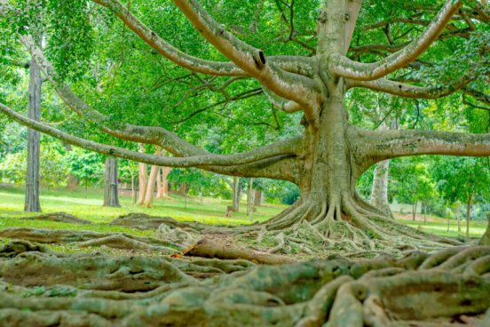 Srí Lanka v duchu Ájurvédy