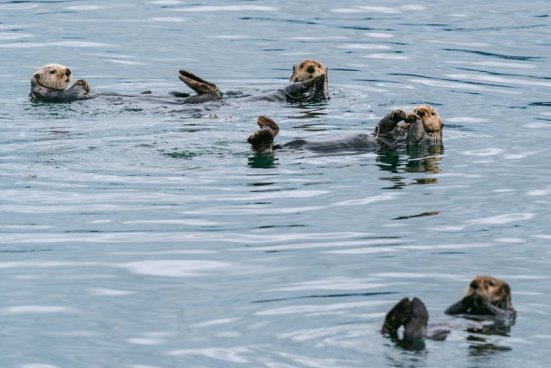 To nejlepší z Aljašky + DIVOKÁ FAUNA SEVERU + PLAVBA LEDOVCOVOU KRAJINOU 