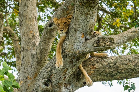 To nejlepší z Ugandy + HORSKÉ GORILY A ŠIMPANZI + SAFARI V NÁRODNÍCH PARCÍCH 