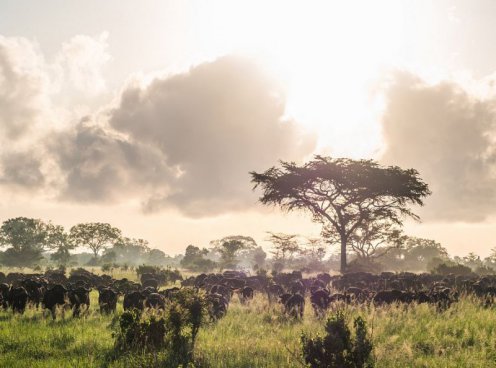 To nejlepší ze Zanzibaru + SAFARI V TANZANII + KOUPÁNÍ V INDICKÉM OCEÁNU 
