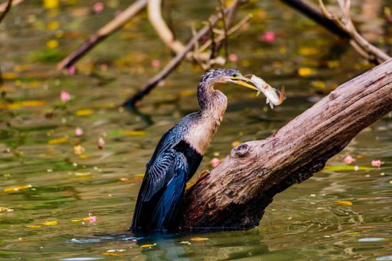To nejlepší z Kostariky + NÁRODNÍ PARKY + KOUPÁNÍ V KARIBIKU 