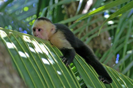 Kostarika - zelené srdce Střední Ameriky, vstupy do NP v ceně