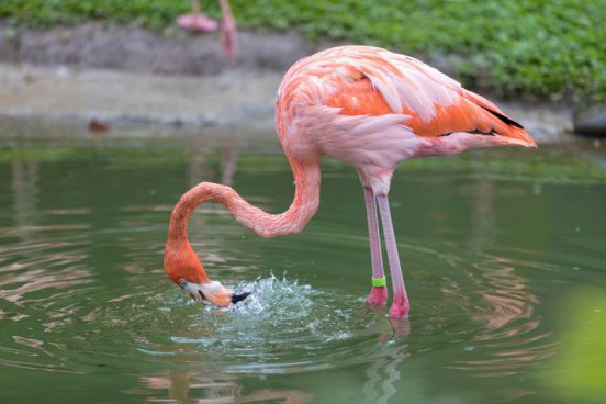 Relax na plážích Martiniku a Guadeloupe + PERLY FRANCOUZSKÝCH ANTIL + KREOLSKÁ K