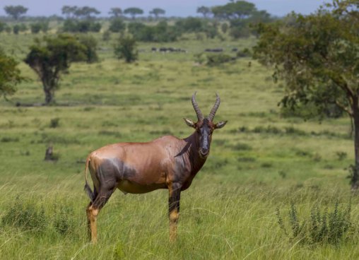 Uganda - to nejlepší z africké fauny, trek za horskými gorilami i za šimpanzi