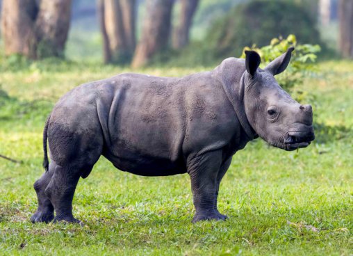 Uganda - to nejlepší z africké fauny, trek za horskými gorilami i za šimpanzi