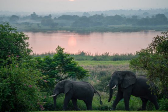 Uganda - to nejlepší z africké fauny, trek za horskými gorilami i za šimpanzi