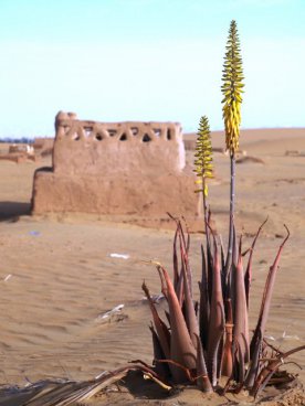 Egypt - oázy Západní pouště