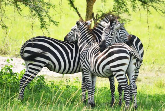 Uganda - to nejlepší z africké fauny, trek za horskými gorilami i za šimpanzi
