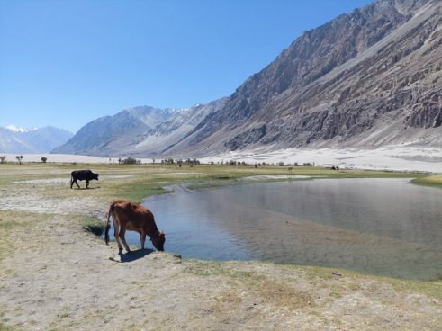 Poznávací zájezd Indie (Ladakh) - Velký okruh Malým Tibetem
