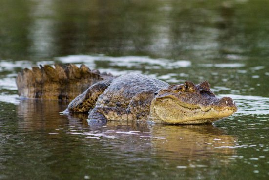 To nejlepší z Kostariky + NÁRODNÍ PARKY + KOUPÁNÍ V KARIBIKU 