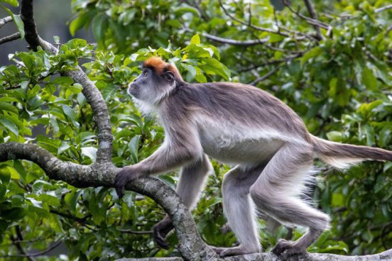 To nejlepší z Ugandy + HORSKÉ GORILY A ŠIMPANZI + SAFARI V NÁRODNÍCH PARCÍCH 